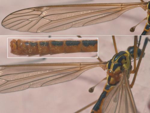 Nephrotoma flavescens